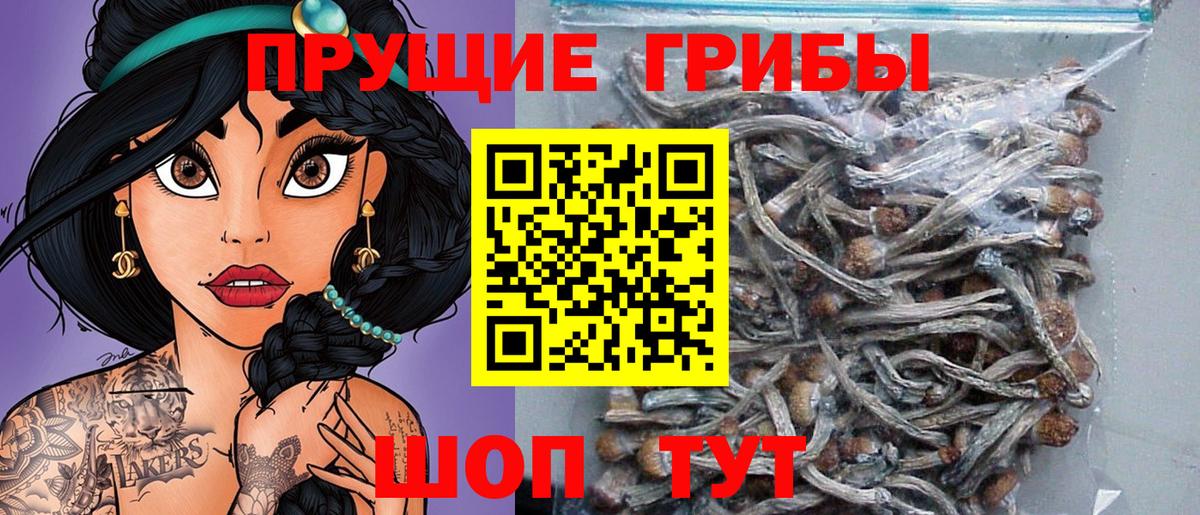 Псилоцибиновые грибы Psilocybine cubensis Шебекино